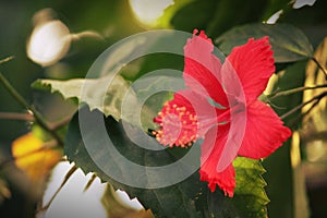A Hibiscus Flower