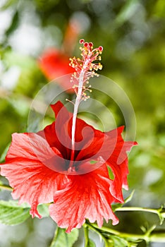 Hibiscus flower