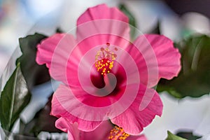 Hibiscus flower