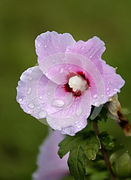 Hibiscus flower