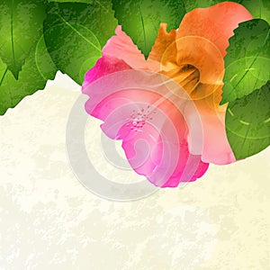 Hibiscus flower background with grunge effect