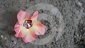 Hibiscus Flower On A Beach