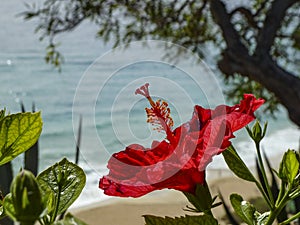 Hibiscus flower at the beach