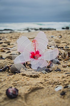 Hibiscus flower on the beach