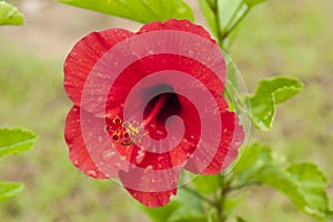 Hibiscus Flower