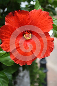 Hibiscus flower in Bermuda