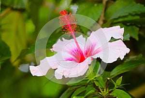 Hibiscus flower bloom in pink, growing in an outdoor garden