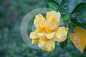 Hibiscus flower bloomimg in the garden.