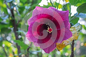 Hibiscus flower bloomimg in the garden.