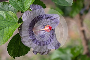 Hibiscus flower bloomimg in the garden.