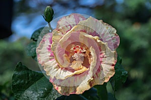 Hibiscus flower bloomimg in the garden