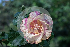 Hibiscus flower bloomimg in the garden