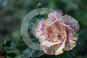 Hibiscus flower bloomimg in the garden