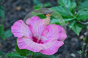 Hibiscus flower bloomimg in the garden