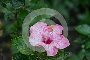 Hibiscus flower bloomimg in the garden