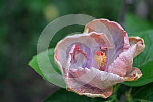 Hibiscus flower bloomimg in the garden