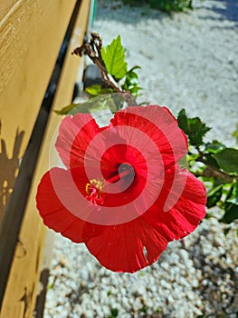 Hibiscus flower blooming