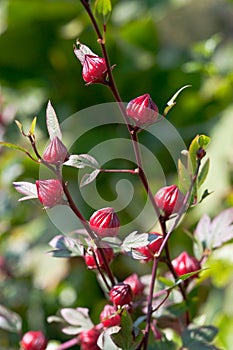 Hibiscus Flower Buds