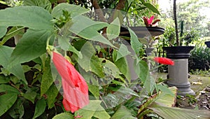 The hibiscus flower buds are blushing red photo