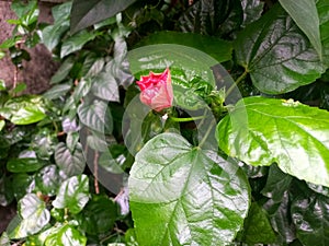 Hibiscus Flower buds is ready to blossom in afternoon photo