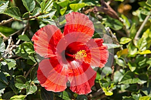 Hibiscus flower on the bush
