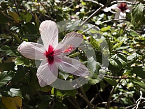 Hibiscus Flower in the Castle of San Jorge in Lisbon Portugal