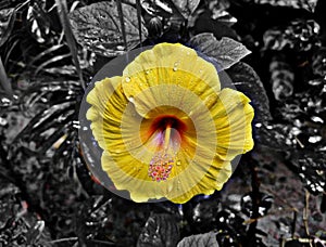 Hibiscus flower or Chinese Rose