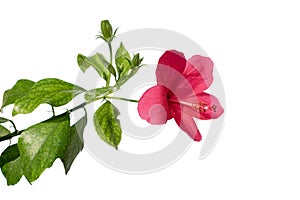 Hibiscus flower or Chinese rose, Hawaiian hibiscus, China rose, Shoe flower with leaves isolated on white background