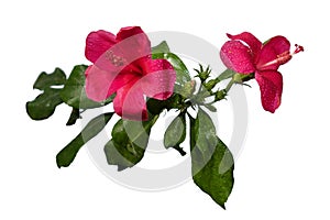 Hibiscus flower or Chinese rose, Hawaiian hibiscus, China rose, Shoe flower with leaves isolated on white background