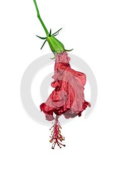 Hibiscus flower or Chinese rose, Hawaiian hibiscus, China rose, Shoe flower with leaves isolated on white background