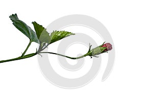 Hibiscus flower or Chinese rose, Hawaiian hibiscus, China rose, Shoe flower with leaves isolated on white background