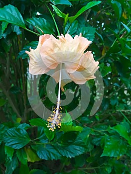 Hibiscus flower or Chinese Rose, Hawaiian hibiscus, Chinese Rose, Light orange hibiscus flower with green leaves isolated.