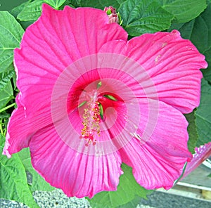 Hibiscus Flower Close to our House