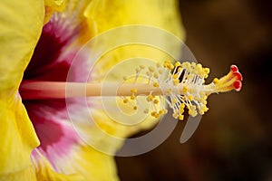 Hibiscus flower close-up of the pistil and stamen