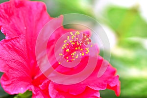 The hibiscus flower close up photo