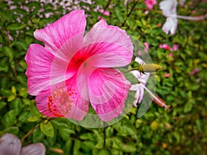 Hibiscus flower collection colour edited focus blur