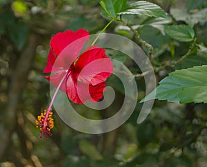 Hibiscus Flower, Costa Rica Biodiversity