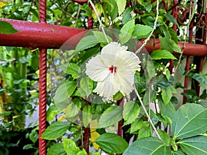 This Hibiscus Flower decided to break the tradition of Hibiscu& x27;s clan which identic with red color.