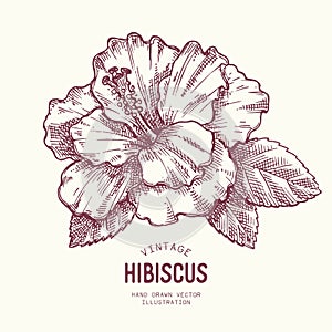 Hibiscus flower drawn in vector format.