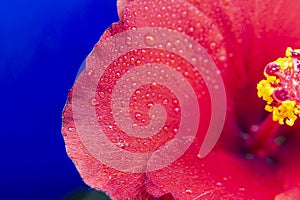 Hibiscus flower extreme macro closeup studio shoot 02