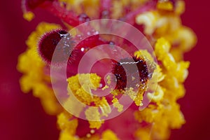 Hibiscus flower extreme macro closeup studio shoot 08