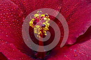 Hibiscus flower extreme macro closeup studio shoot 18