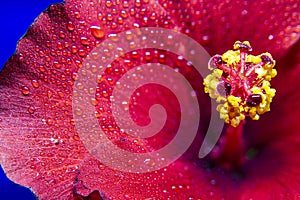 Hibiscus flower extreme macro closeup studio shoot 26