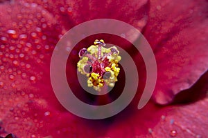 Hibiscus flower extreme macro closeup studio shoot 25