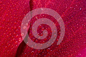 Hibiscus flower extreme macro closeup studio shoot 28