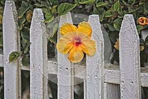 Hibiscus flower fence