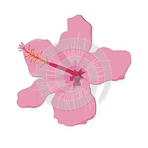 Hibiscus flower flat vector. Tropical exotic Hawaii plant isolated