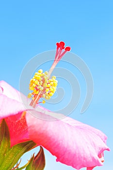Hibiscus flower in full bloom, red stigma, against blue sky