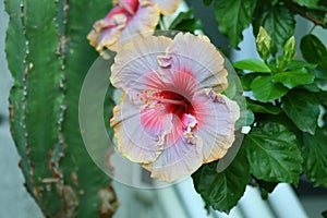 Hibiscus flower in full bloom