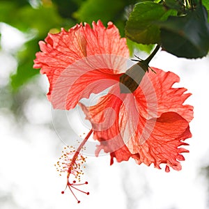 Hibiscus Flower in garden